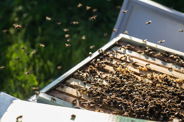 honey bees showing the process of honey production in a hive where the frames are filled with this...