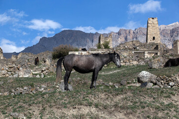 Horses, North Ossetia, Caucasus, Russia
