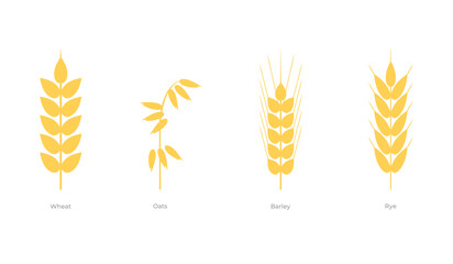 Cereals plants set. Wheat, oats, barley, rye. Vector illustration of icons, graphic resource for celiac disease. Gluten free for healthy eating