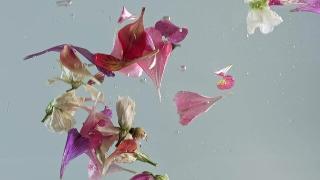 Underwater floral petals in motion. Unique Footage of Flowers in an Aquarium. Flowers slowly fall into the water.  Concept on nature background. The Art of Water and Flowers