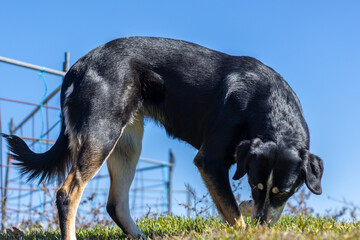 portrait of a dog playing with a bone in the street