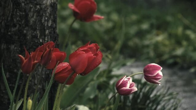 Spring tulips in the rain. Blooming red tulips under the rain. A rainy day in the tulip garden. Springtime rain. Tulip blossoms