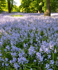 Spanish Bluebell Flowers - Hyacinthoides hispanica 'Excelsior'
