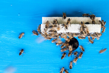 close-up of bees exiting and entering hive.