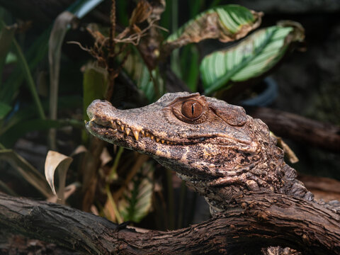 Cuviers dwarf caiman (Paleosuchus palpebrosus)