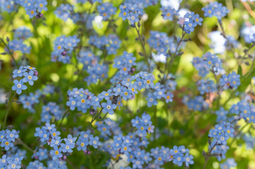 The beauty of blue forget-me-not flowers in full bloom during springtime. 