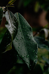 Wet Green Leaf