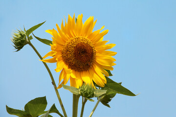 Sunflower and Sky