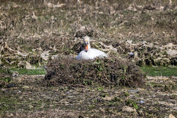 Obraz premium Close up of Mute Swam sat on raised nest of twigs on mudflats in Poole harbour, Dorset, UK