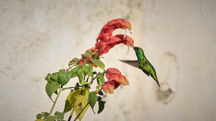 hummingbird collecting nectar