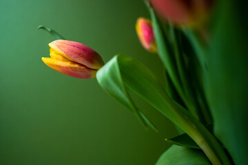 Naklejka premium Tulips in bloom