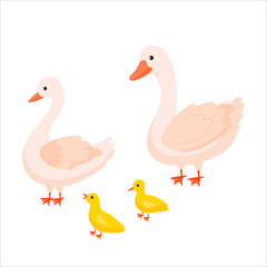 Goose. Duck. Domestic birds. Cute animal. Livestock, animal, Farming. Farm. Vector illustration isolated on white background.