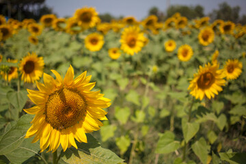 Sunflower Field, Tuscany, Italy