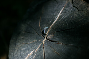 Close up creative photo of Artistic Bridal Accessories at a real wedding