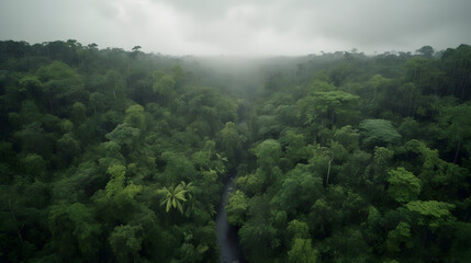 Obraz premium Fog In The Mountains - Rainforest Weather
