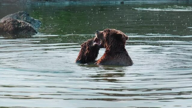 Two Brown Bears are playing and fighting in the water. 4K UHD ProRes 422HQ 10Bit mov.