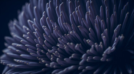 Close-up shot captures the exquisite beauty of purple Chrysanthemum petals.