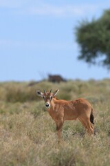 portrait of an oryx antelope calf in etosha