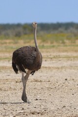 Naklejka premium Ostrich in the wid of Etosha National Park, Namibia