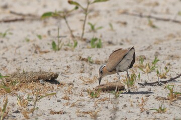 cursorius temminckii in the wild of etosha