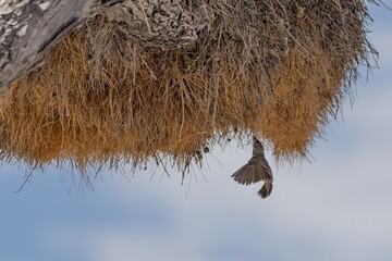 Fototapeta na wymiar weaver bird flying to its nest