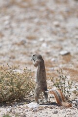 gopher in the wild of Namibia