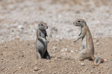 gopher in the wild of Namibia
