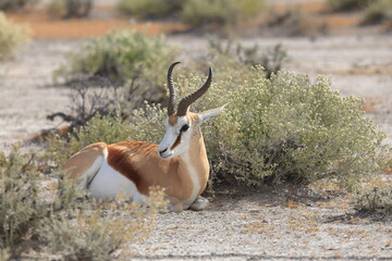Springbok resting in the wild