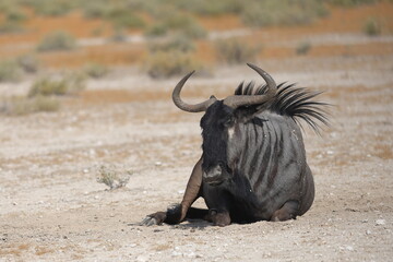 wildebeest in the wild of Etosha - obrazy, fototapety, plakaty