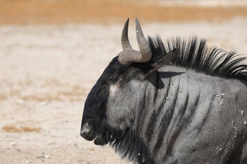 wildebeest in the wild of Etosha