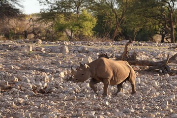 Rhinoceros in the wild of Etosha National Park, Namibia