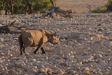 Rhinoceros in the wild of Etosha National Park, Namibia