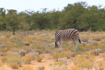 Fototapeta na wymiar Zebra in the wild of Namibia
