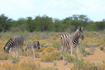 Fototapeta na wymiar Zebra and its fowl in Etosha National Park, Namibia