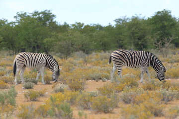 Obraz premium Zebra in the wild of Namibia