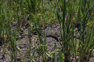 Field sown with plants that have barely developed due to drought.