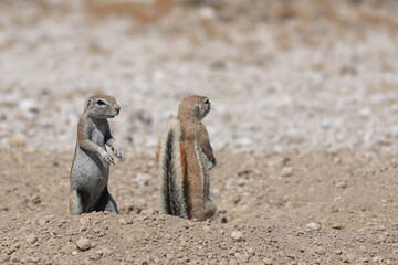 gopher in the wild of Namibia