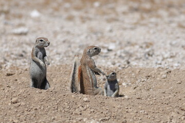 gopher in the wild of Namibia