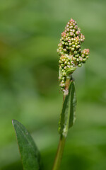 Close-up of Sorrel (Rumex acetosa) just starting to form buds in spring. The plant is against a green background in nature.