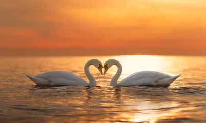 Fototapete Rund 2 majestätische weiße Schwäne (Cygnus olor) schwimmen im spiegelglatten Wasser der Ostsee vor einem atemberaubenden orangefarbenen Sonnenuntergang. Die Schwäne sind sich zugewandt und bilden ein Herz © stylefoto24