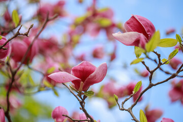 Pink bright magnolia flowers in early spring. Selective focus. Beautiful natural background. Lovely flowers in the park. Festive background, wallpaper. Happy holiday. St. Day Valentine