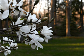 magnolia bush flowers with copy space to right, sunlight tree background