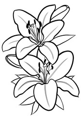 lily flower line drawing on transparent background