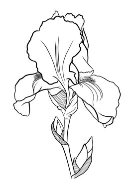 recommend clip art: iris flower outline illustration, isolated