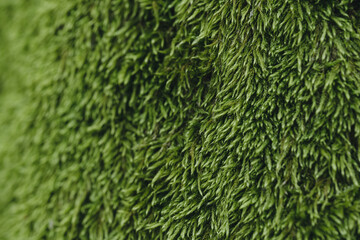 Beautiful green moss background in the forest. Moss grunge texture, copy space
