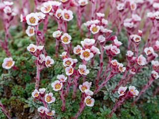 Pretty little pink saxifrage flowers, variety Edith