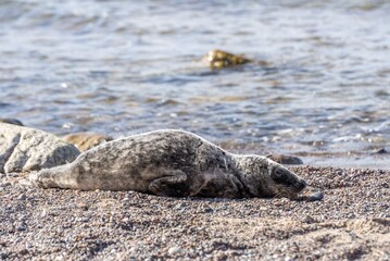 kranke Kegelrobbe am Strand von Rügen