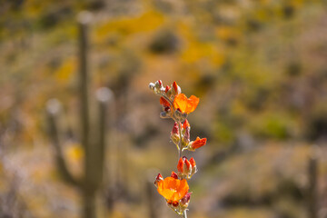 Munro’s orange globe mallow (Sphaeralcea munroana), also known as Munro's Globemallow with a...