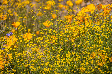 Close up of stink weed which is an invasive yellow flowering