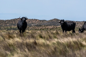 Water buffalo, Bubalus bubalis, species introduced in Argentina, La Pampa province, Patagonia.